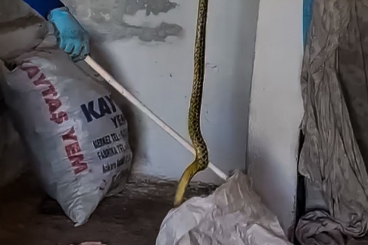 Evinde 2 metrelik yılan yakalandı!