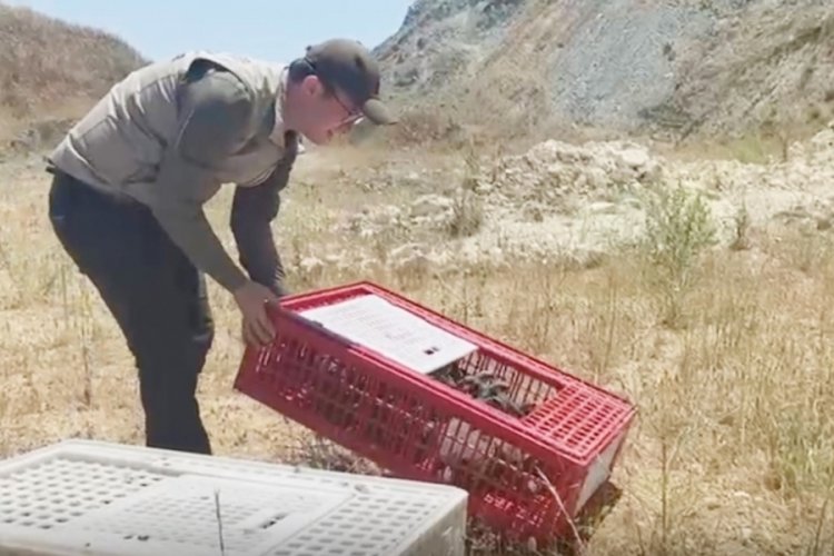 Bursa'da kenenin baş düşmanları doğaya salındı! Çıtır çıtır yiyorlar...