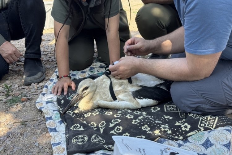 Bursa'da dünyaca ünlü leyleğin yavruları halkalandı!