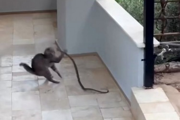 Yılana kafa tutan kedi
