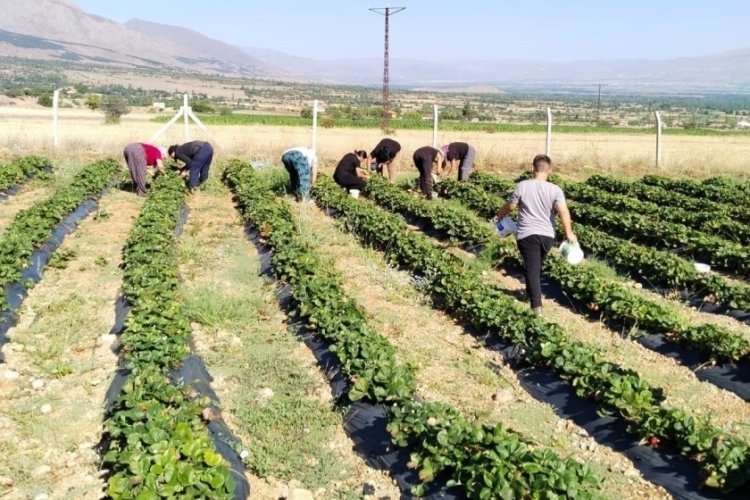 150 liradan pazar tezgahında yerini aldı