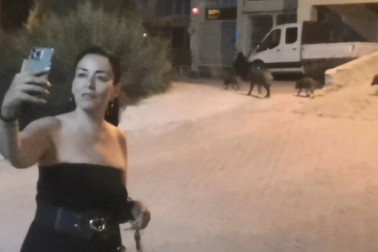 Domuzlarla selfie çekti
