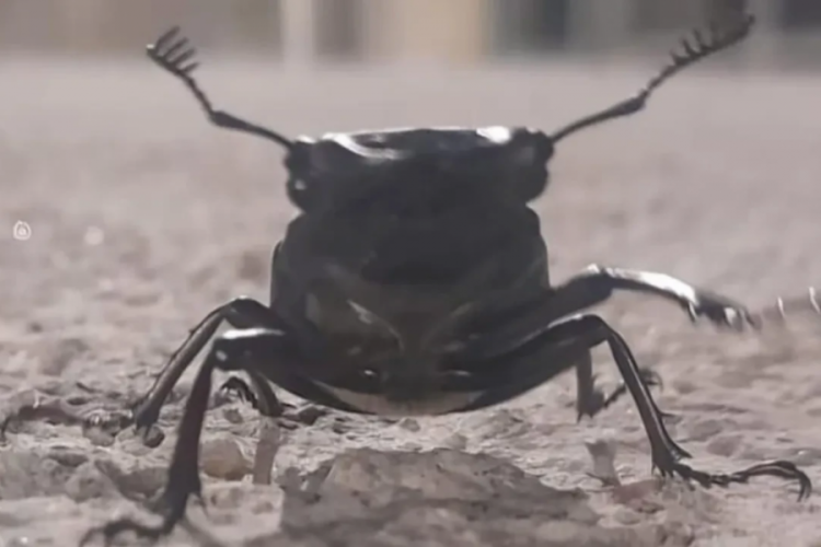 Bu böceği öldüren yandı! Cezası yarım milyon TL