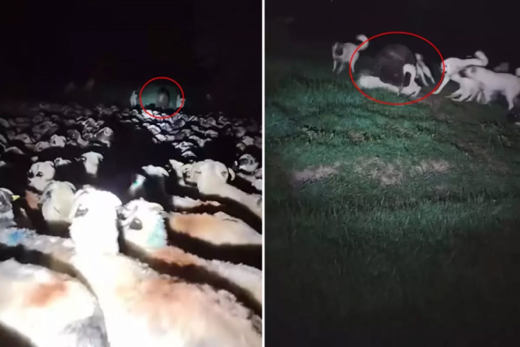 Film değil gerçek! Aniden ortaya çıktı, köpekler çaresiz kaldı...