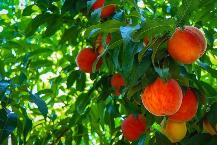 Bursa'da üretici dertli! 'Bursa Şeftalisi etiketi kaldırılmalı'