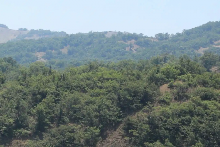 Ormanlık alanlar için karar geldi: Yasaklandı...