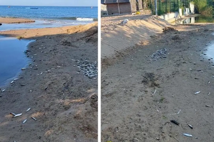 Tedirgin eden balık ölümleri: İnceleme başlatıldı
