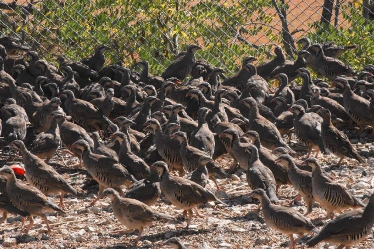 Yüzlerce keklik doğaya salındı