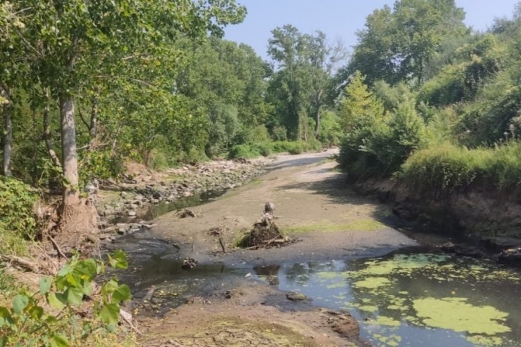  Çanakkale'de kuraklık çayı vurdu, çok sayıda balık öldü