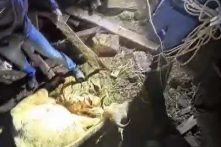 Mahsur kalan 33 büyükbaş hayvan kurtarıldı