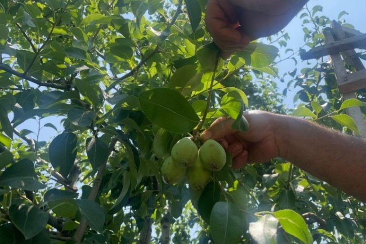 Üretiminde Bursa'dan iyisi yok! Hasat başlamadan fiyatı uçtu