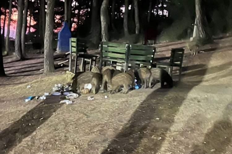 Bursa'nın ünlü ormanında yine aynı manzara! Sürü halinde geldiler...