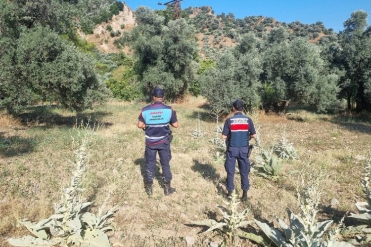 Ormanlık alanda mangal yakan 2 kişi yakalandı