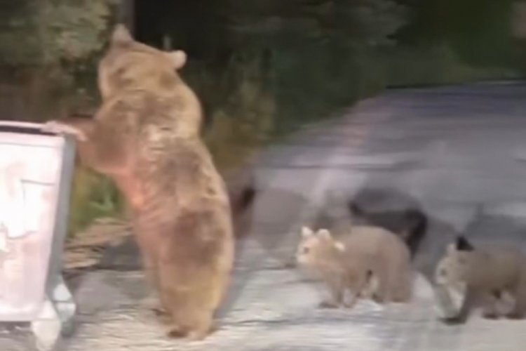 Uludağ'da ayı saldırıya geçti! Panik yaratan anlar...