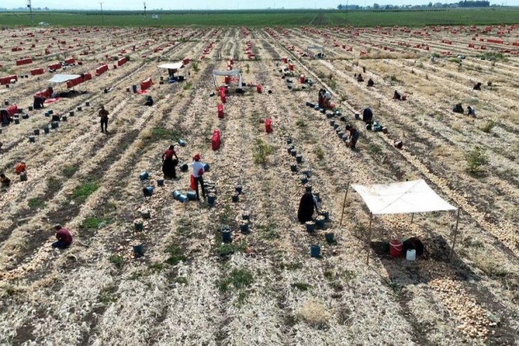 40 derece sıcakta zorlu hasat başladı! Tarlada 5, markette 25 lira