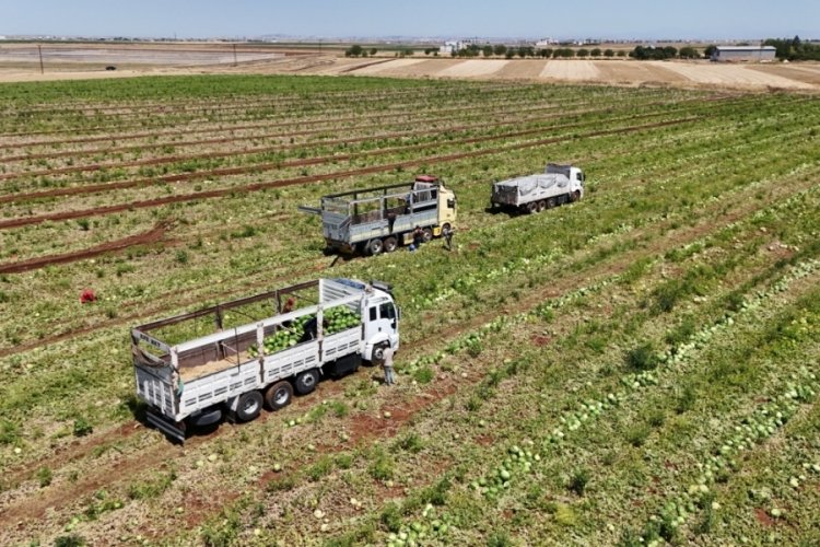 Yok böyle fiyat! Kilosu 1-2 TL oldu...