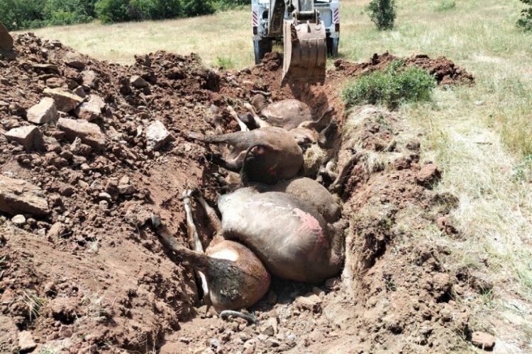 Giresun'da ahırda çıkan yangında 9 büyükbaş öldü