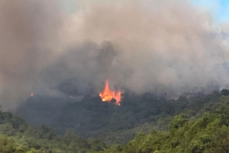 Kocaeli'de orman yangını