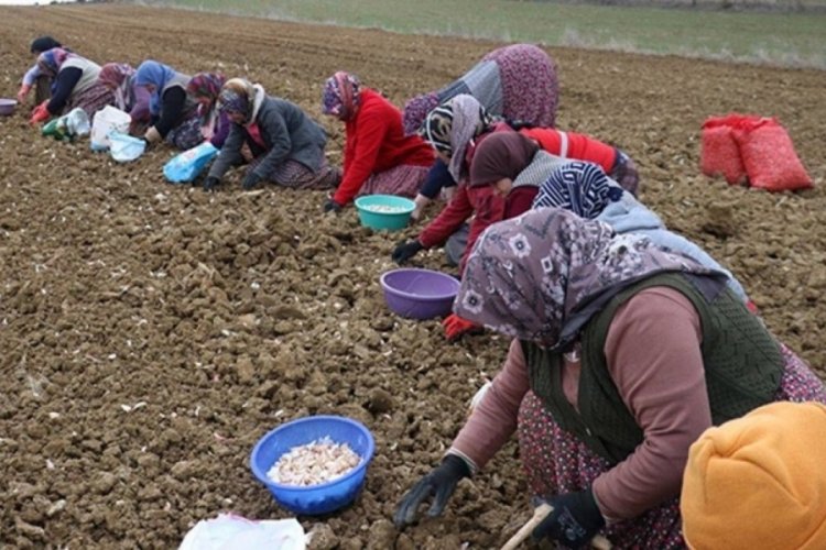 Beyaz altında hasat dualarla tamamlandı!