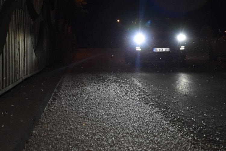 Köprü üzerinde binlercesi çiftleşti!