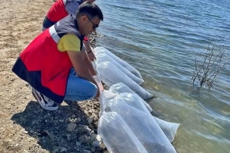 Baraj ve göletlere 118 bin aynalı sazan yavrusu bırakıldı