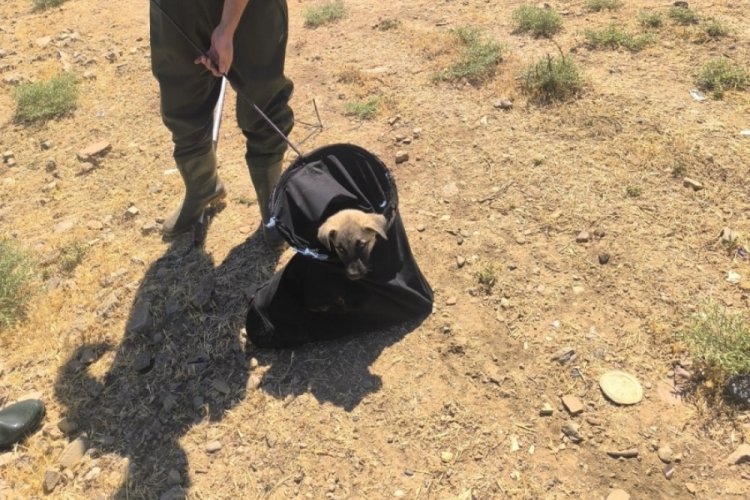 Su kanalına düşen yavru köpek kurtarıldı