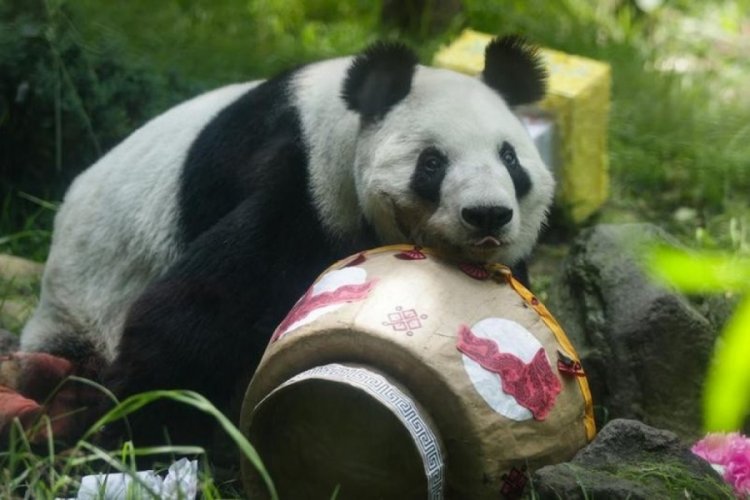 Dev panda Xin Xin'in 35'inci doğum günü kutlandı 