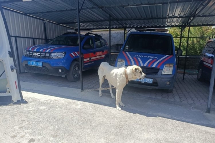 Köpeği otomobile bağlayarak çektiren şahsa ceza