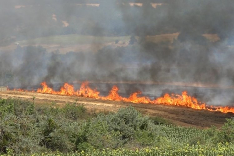 Kırklareli'nde yangın: 500 dekar tarım arazisi ve ağaçlık alan zarar gördü