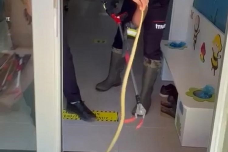 Ayakkabılıktan çıktı, yürekleri hoplattı!