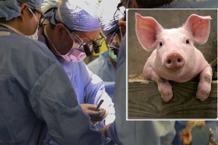 Tıp dünyasında heyecanlandıran gelişme: Domuzdan organ naklinde yeni umut