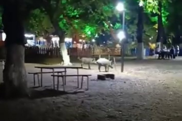 Bursa'da aç domuzlar dolaşıyor!