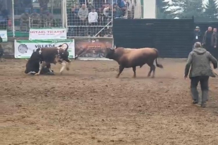 Rakibinden kaçan boğa, bakıcısını boynuzla yere serdi
