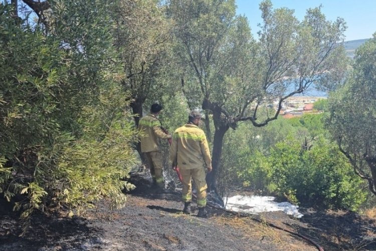 Bursa'da yangına zamanında müdahale buğday tarlasını kurtardı