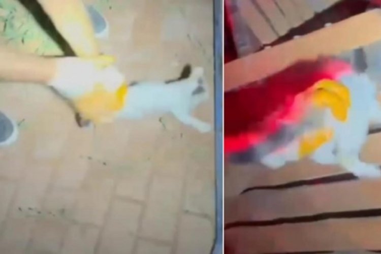 İtfaiyeden gece yarısı kedi kurtarma operasyonu
