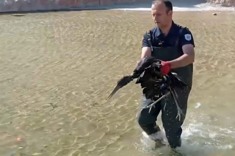 Havuzda çırpındığını görenler ekiplere haber verdi