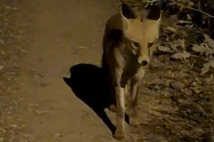  Bayburtlu vatandaşın ürkek tilkiyle imtihanı: Uzun uğraşlar sonunda...