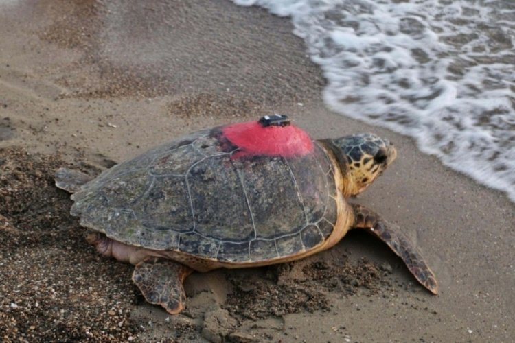 Sinyali kesilen 'Tuba' yuvalama için geldi