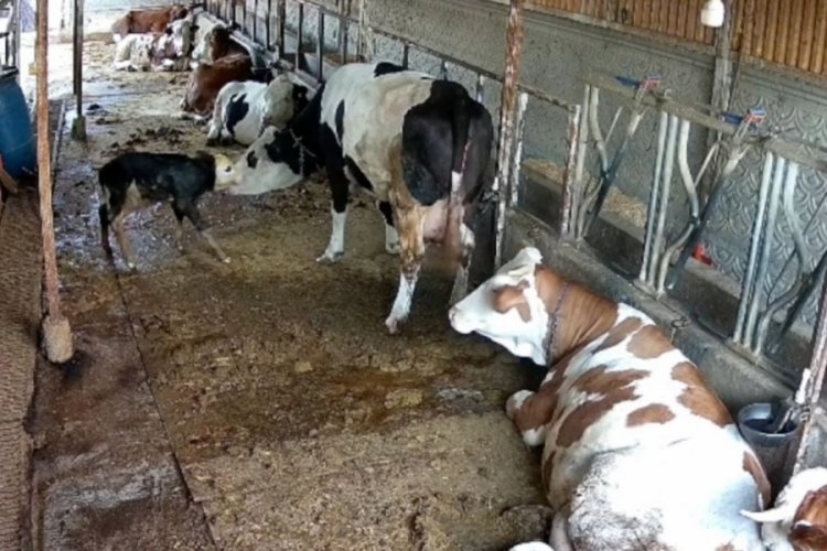 Zincirli anne ile yeni doğan buzağının kavuşma mücadelesi