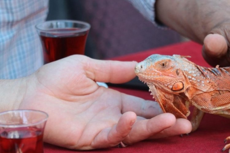 Omuzlarda gezen iguananın adı 'Ökkeş'