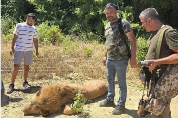Bir kişiyi yaralamıştı: Kafesten kaçan aslan öldürüldü!