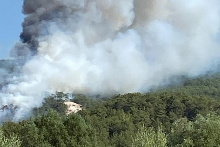 Bolu'da orman yangını 