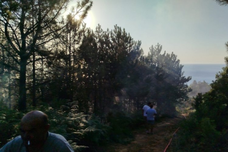 Zonguldak'ta çıkan yangında 7 dönümlük karaçam ormanı zarar gördü
