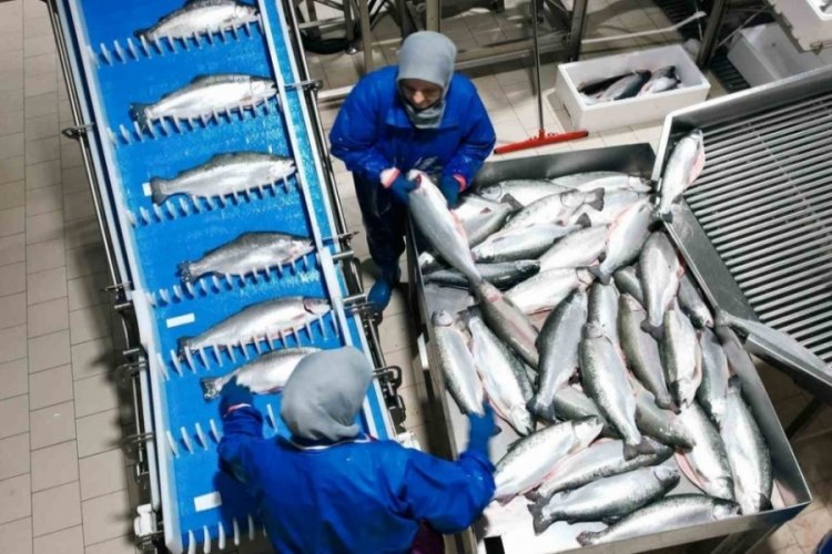Karadeniz'in merkezinde su ürünleri çıtası yükseliyor!