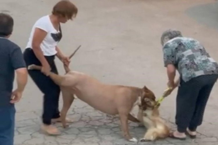 Ağızlıksız dolaştırılan pitbull, hem köpeğe hem de kendi sahibine saldırdı