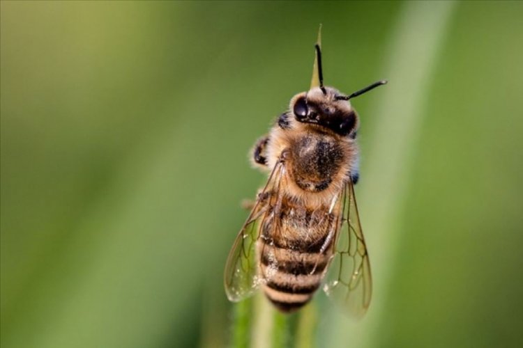 Arılar sokağa indi! 24 kişi yaralandı