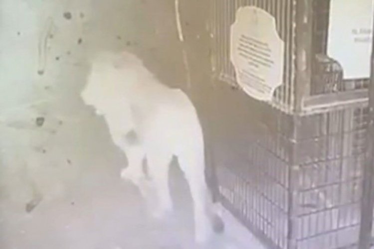 Aslan Zeus'un hayvanat bahçesinden kaçtığı anlar!