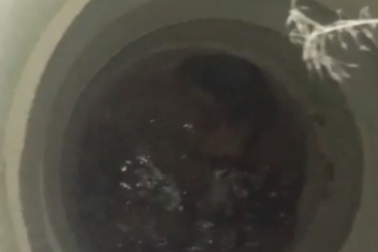 Bursa'da açık rögar tehlikesi! Koyun öldü, kuzu kurtarıldı, şimdi de köpek...