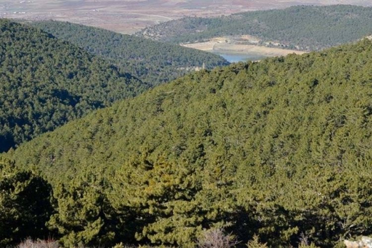 Konya'da ormanlık alanlara girişler yasaklandı