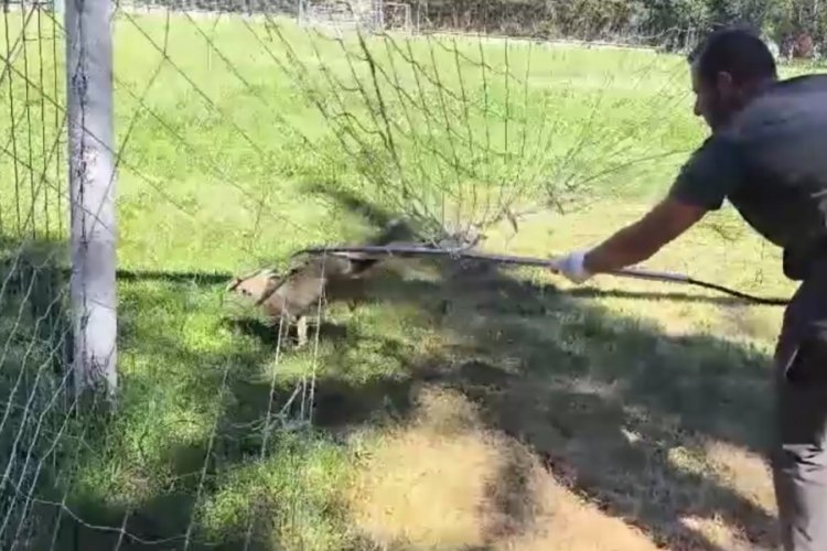 Futbol kalesi filesine sıkışan tilki ekipler tarafından kurtarıldı